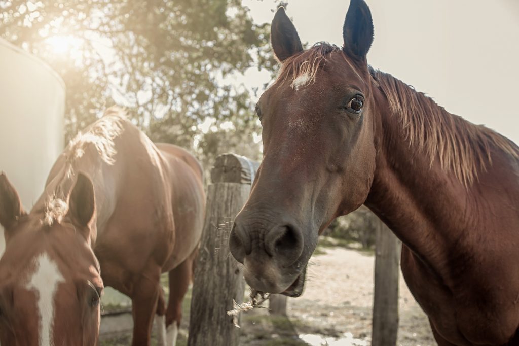 Horses in the farm